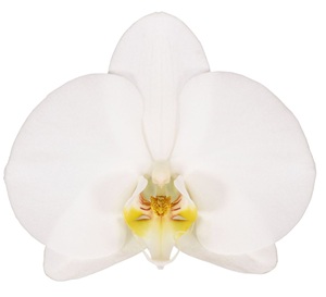 Phal. ANTHURA TAIPEI