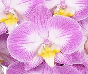 Phal. ANTHURA SUNCA SPLIT