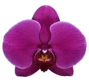 Phal. ANTHURA QUEENSTOWN