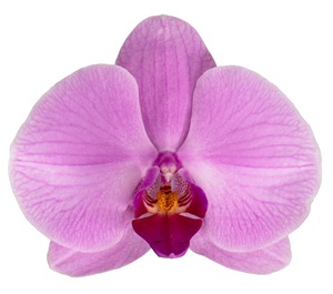 Phal. ANTHURA ORLANDO