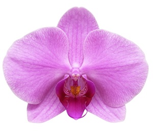 Phal. ANTHURA MINNEAPOLIS