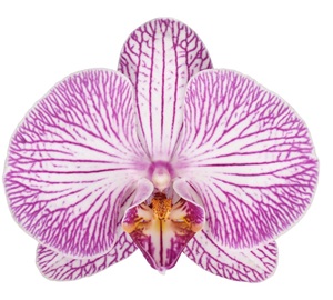 Phal. ANTHURA KRAKOW
