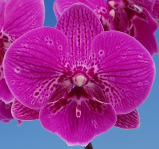 Phal. Tying Shin Empeior X Phal. Tying Shin New View)