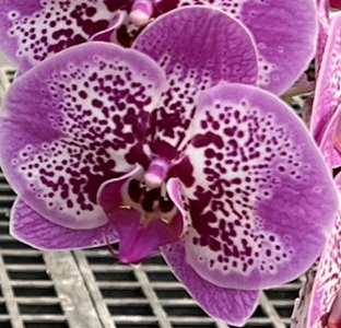 Phal. Tying Shin 'TS2999'