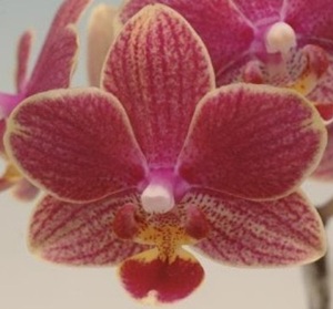 Dtps. Taisuco Kobold