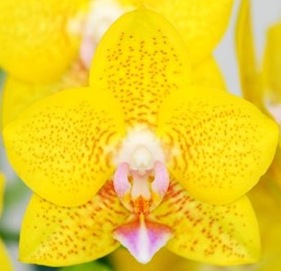 Phal. Sogo Lawrence X Phal. Sunrise Red Peoker) X Dtps. Sogo Shito