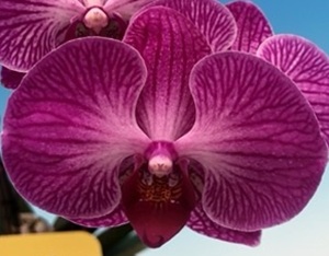 Phal. Shu Long 'TS3002'