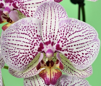 Phal. Younghome Circus