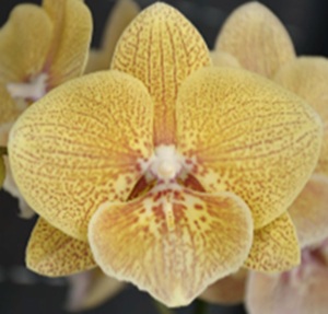 Phal. Chi Yueh 'CYM57'