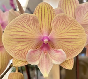 Phal. Chi Yueh 'CYM58'