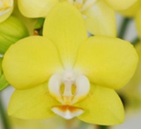 Phal. Kuan E '1354'