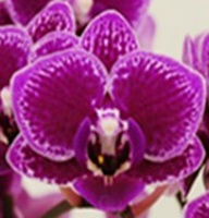 Phal. Kuan E '1302'
