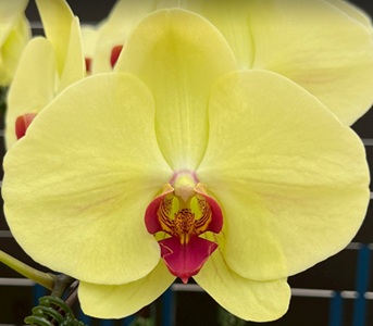 Phal. Colorful Cloud 'LL216'