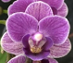 Phal. Colorful Cloud 'LI57'