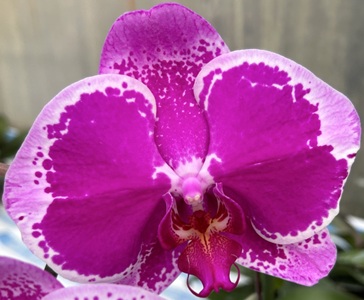 Phal. Yi Shing "304"