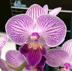 Phal. MS Wandering Soul