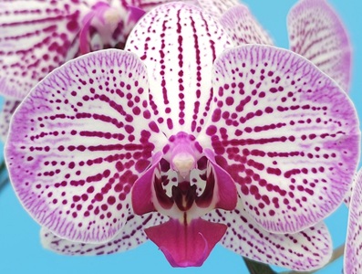 Phal. MS Leopard Print