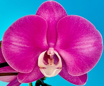 Phal. MS Pink Alice