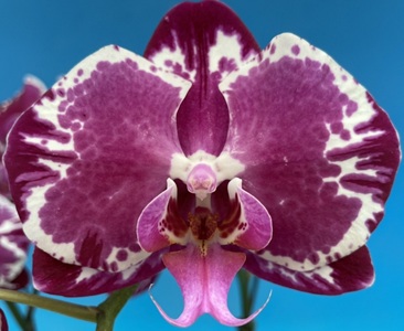 Phal. MS Blacky Smile