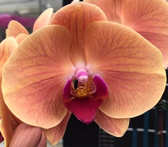 Phal. MS Fire Dash