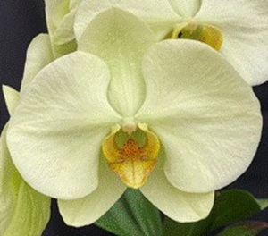 Phal. Charming '1560'