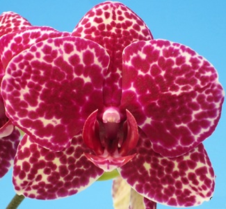 Dtps. Fuller's Black Leopard
