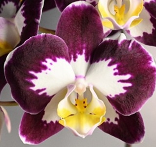 Phal. GC Reyoung Star