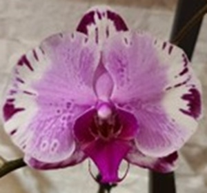 Phal. Chi Yueh 'CBL62'