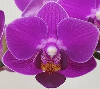 Phal. Kuan E '0667'