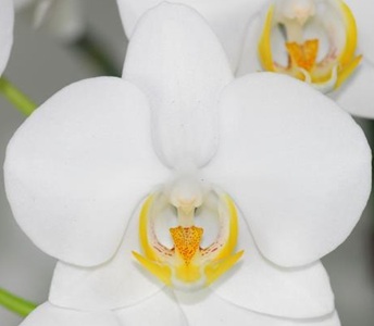 Phal. Kuan E '1259'