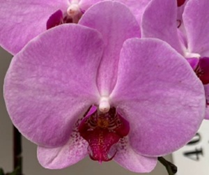 Phal. Harck "1522-1"