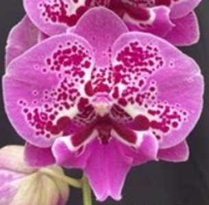 Phal. Charming '1315'