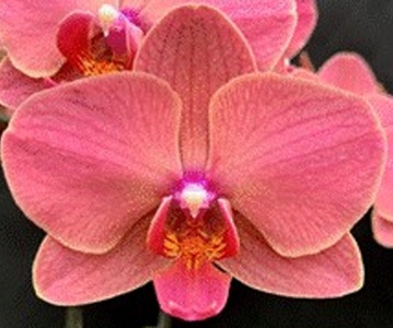 Phal. Charming '1420'