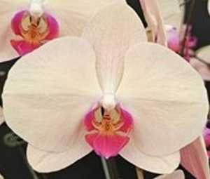 Phal. Charming '1304'