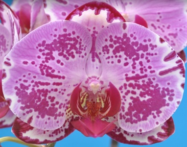 Dtps. Taisuco Pagoda