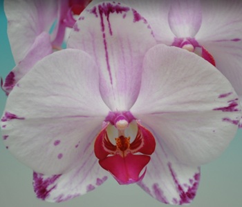 Dtps. Taisuco Newness