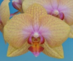 Phal. Taisuco Patrician
