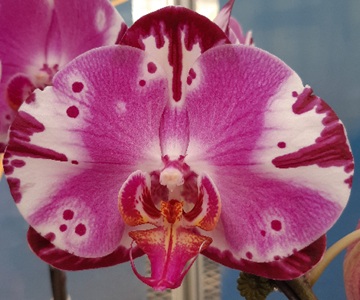 Phal. Taisuco '81801'