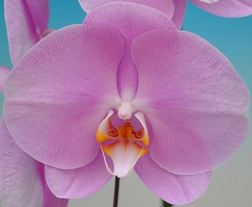 Phal. Taisuco Ovation