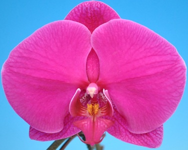Phal. Taisuco '81301'