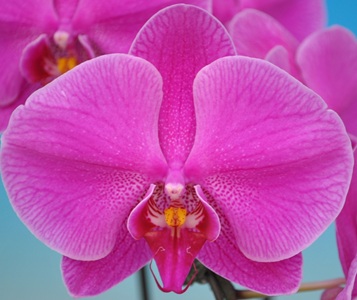 Phal. Taisuco '40303'