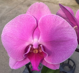Phal. Pink Yukidian 'EH302'