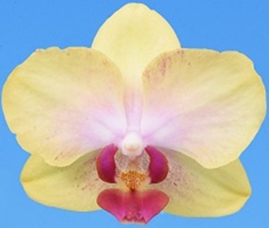 Phal. I-Hsin Yellow Moon '2618'