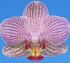 Phal. I-Hsin 'KHM2696'