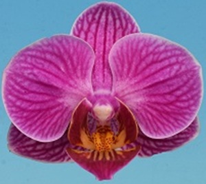 Dtps.I-Hsin Cherry Blossom