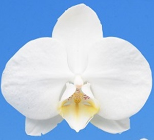 Phal. I-Hsin Edelweiss '2598'