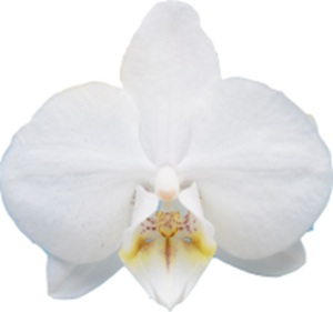 Phal. I-Hsin Edelweiss '2601'