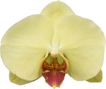Phal. I-Hsin Darwin '2419'