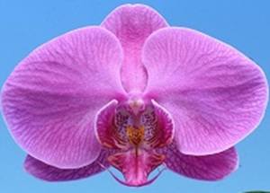 Phal. I-Hsin Garnet Dream