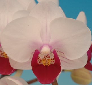 Dtps. Taisuco Imp